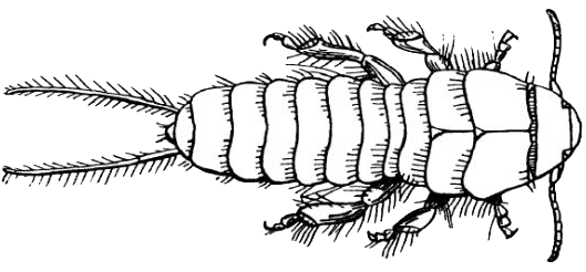 Drawing of Hemimerus hanseni, an earwig