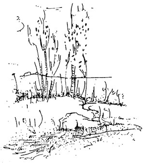 drawing of trees beside a stream