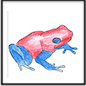drawing of a poisen dart frog