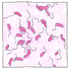 Illustration of Vibrio cholerae