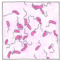 Illustration of Vibrio cholerae