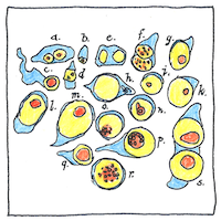 Illustration of Communities of cells