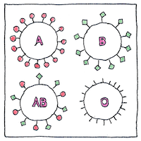 Illustration of Blood groups