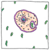 Illustration of Prokaryote and eukaryote