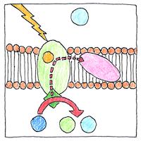 Illustration of Photosynthesis