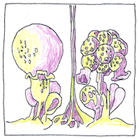 Illustration of Slime-mold bodies