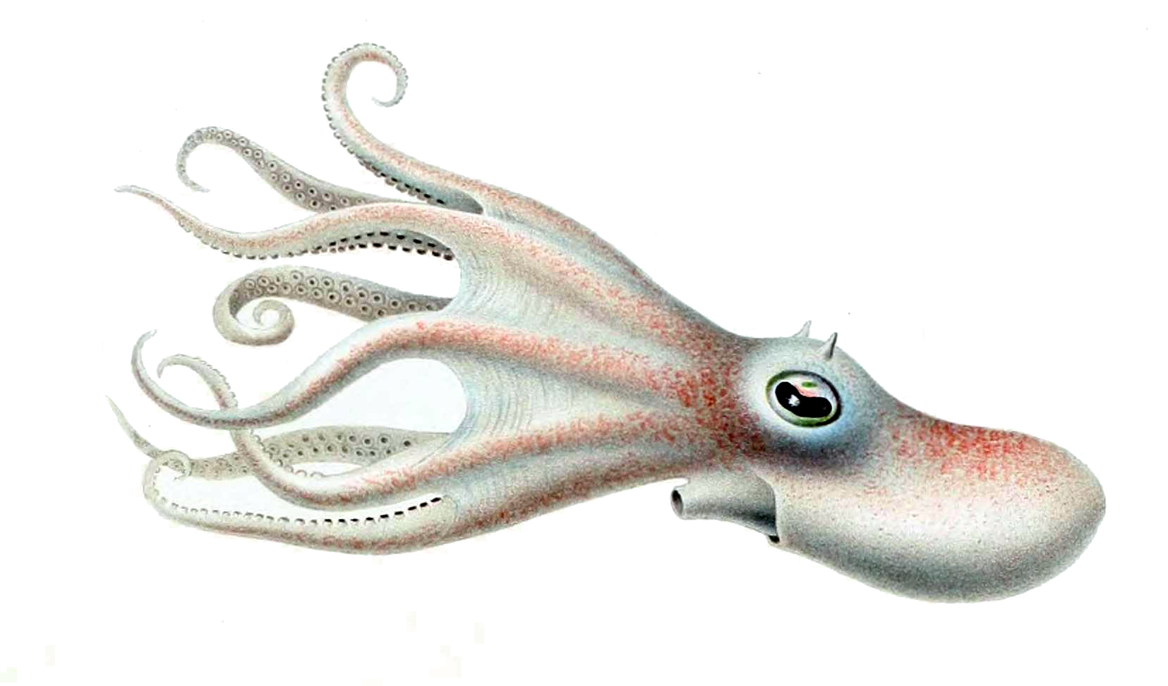Drawing of Bathypolypus valdiviae, an octopus
