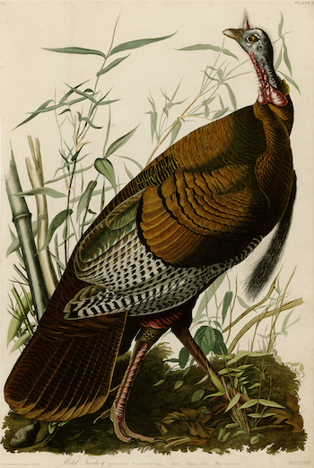 Wild Turkey, from The Birds of America, by John James Audubon