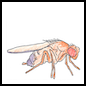[Drosophila melanogaster fly]