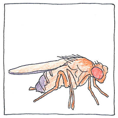 [pen and pencil drawing of a small male Drosophila melanogaster fly]