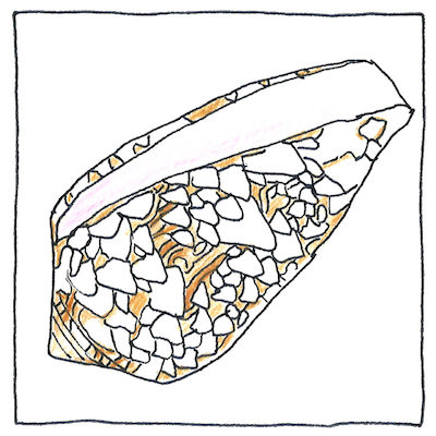 Pen and pencil drawing of the seashell Conus textile