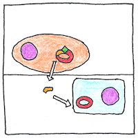 Illustration of Transformation
