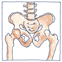 Illustration of Human anatomy