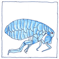 Illustration of Microorganisms