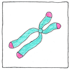 Illustration of Telomere