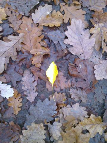 yellow leaf on bed of rotting leaves