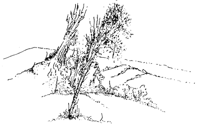 drawing of trees in a wind