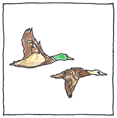 pen and pencil drawing of mallards