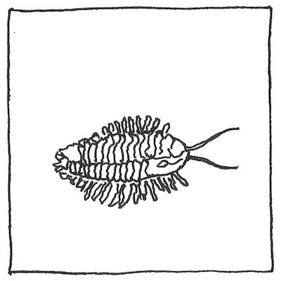 [pen drawing of a trilobite]