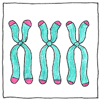 Illustration of Hayflick limit