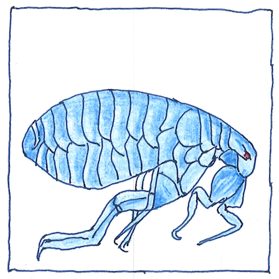 [pen and pencil drawing of flea, based on Robert Hooke]