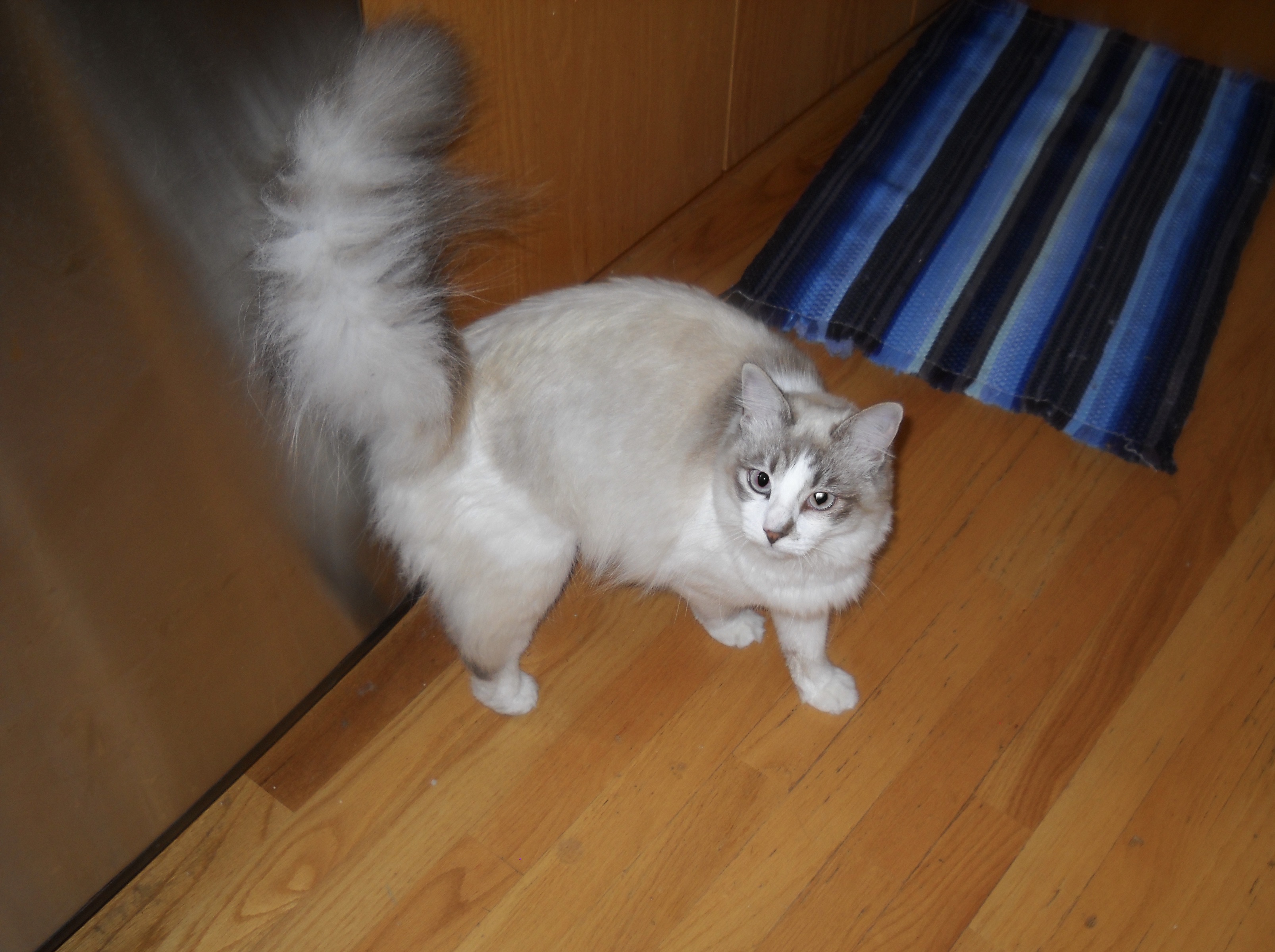 photo of Buddy, a long-hair gray cat