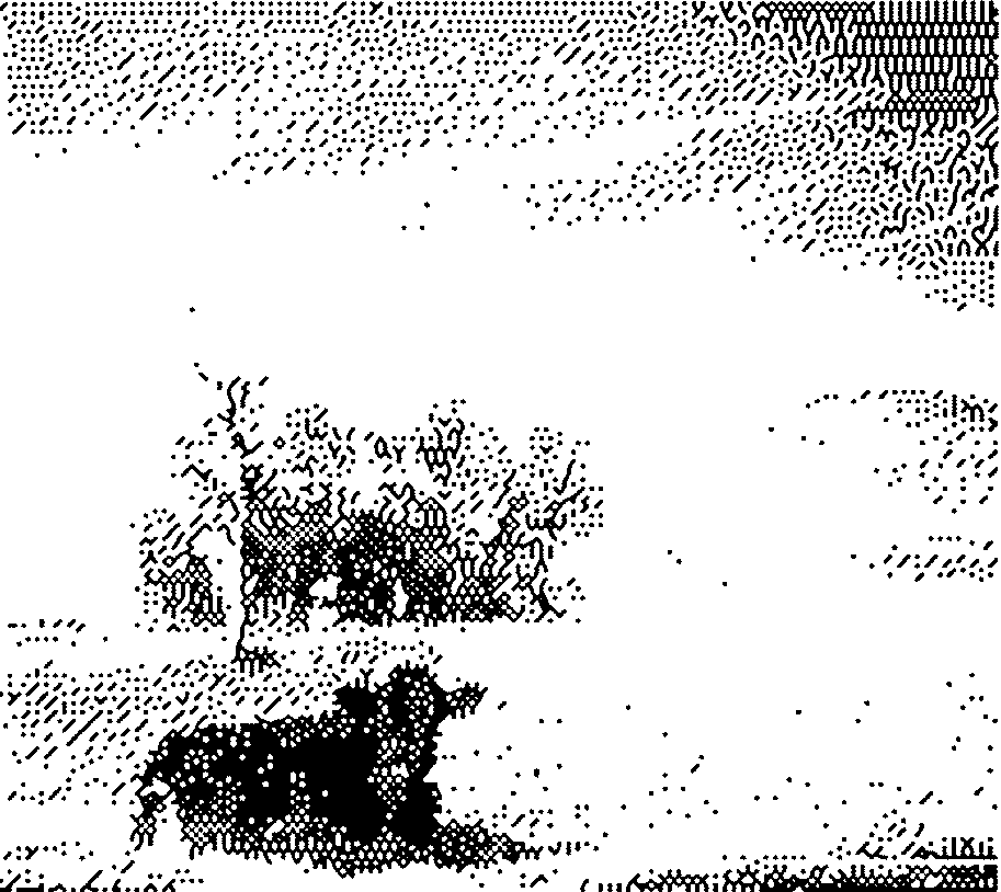 Cow sitting in a field