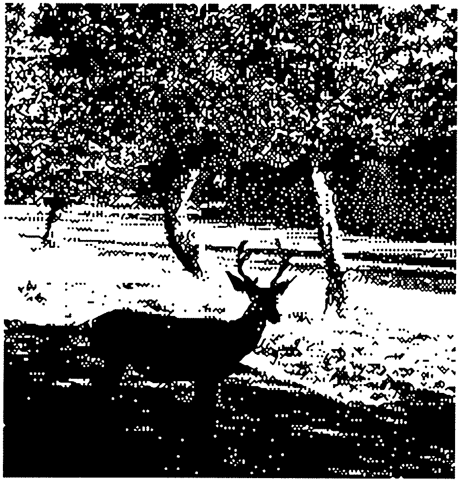 deer, Yosemite