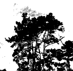 section 1 of cover image