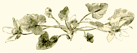 a plant with leaves and flowers