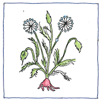 Illustration of Traditional medicine