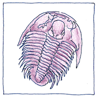 Illustration of Fossils