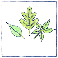 Illustration of Naming species