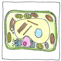 Illustration of Protoplasm
