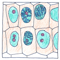 Illustration of Mitosis