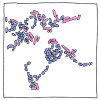 Illustration of Gram staining