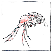 Illustration of Burgess shale