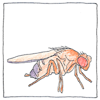 Illustration of Mutationism