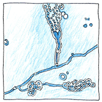 Illustration of Penicillin
