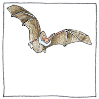 Illustration of Bat echolocation