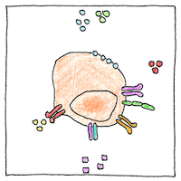 Illustration of Immune tolerance
