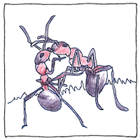 Illustration of Sociobiology