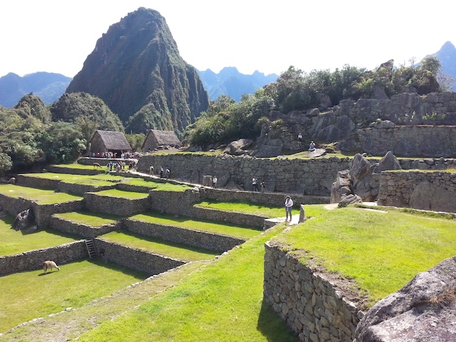 Llamas grazing at Machu Picchu