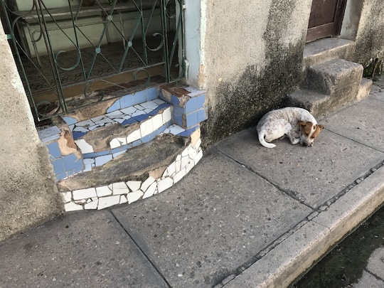 Village dog in Matanzas