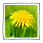 [image of a yellow dandelion flower in a field of green grass]