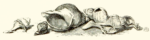 sea shells