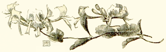 a vine with leaves and flowers