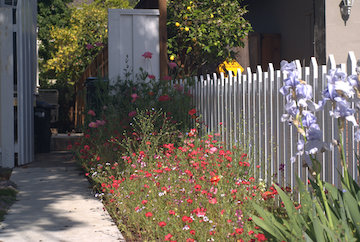 Wildflower garden, picket fence, & gate