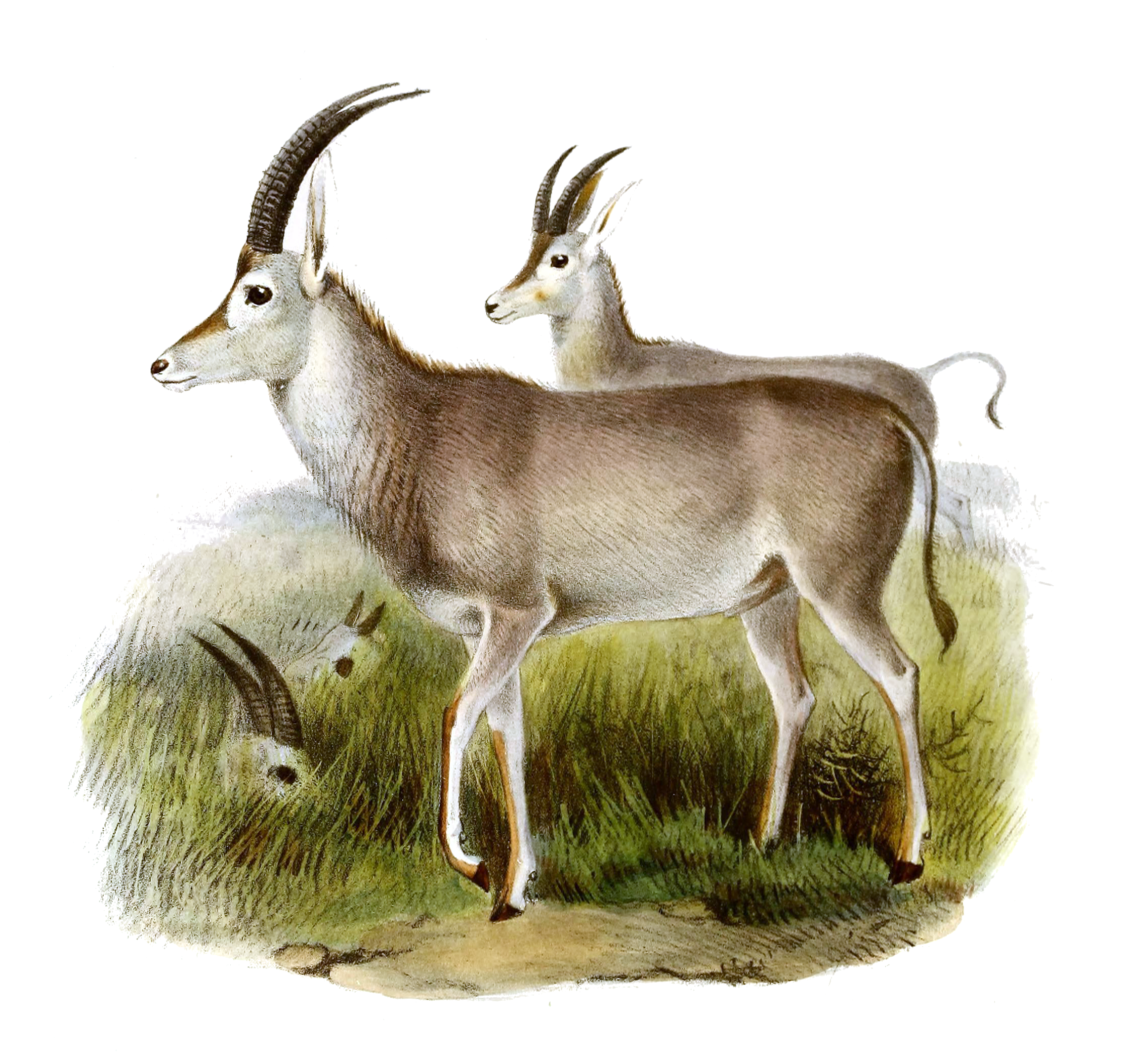 Male and female bluebuck 'Hippotragus leucophaeus,' a tan antelope with a dark forehead and long ribbed back-sweeping horns; illustration by Joseph Smit and Joseph Wolf.