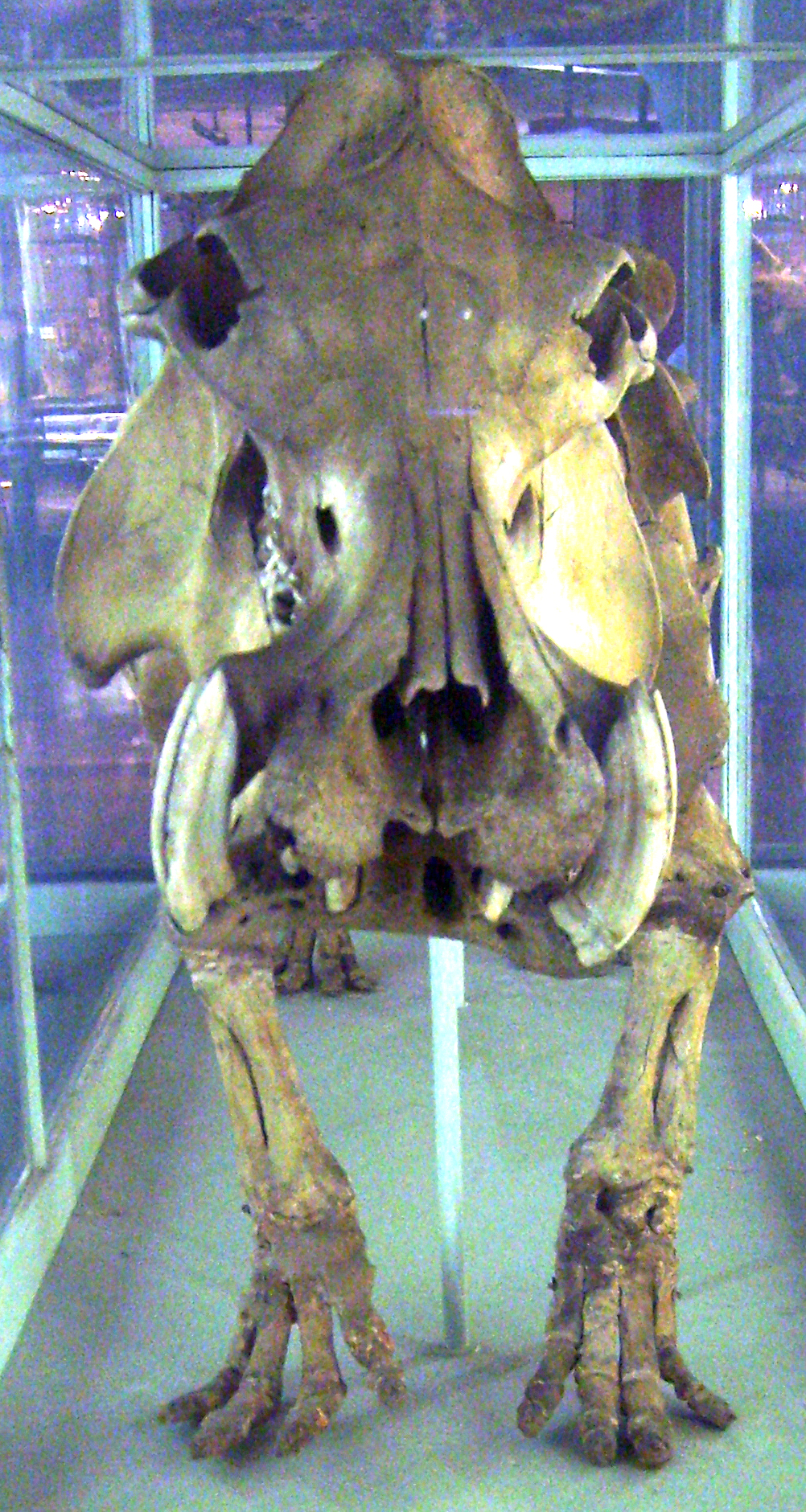 Skeleton of Malagasy hippopotamus 'lemerlei skeleton' at the Museum für Naturkunde, Berlin.